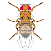 male fly